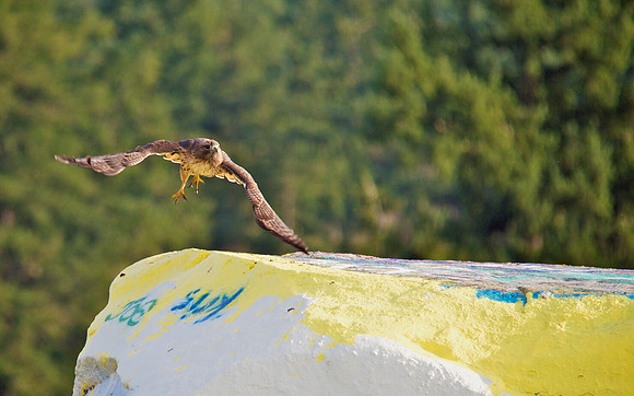 Red-tailed Hawk Taking Flight