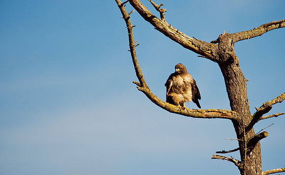 Red-tailed Hawk Fluffing in the Sun