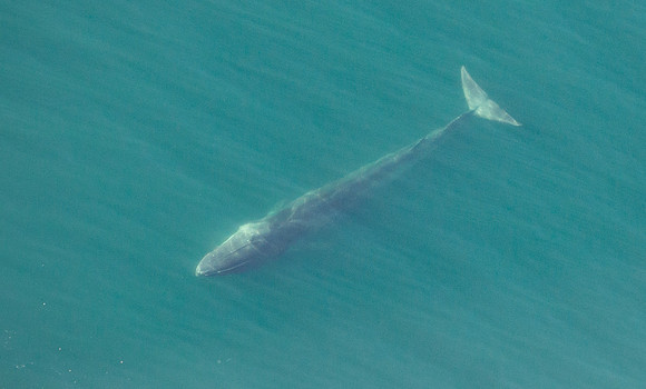 Fin Whale in the San Juan Islands