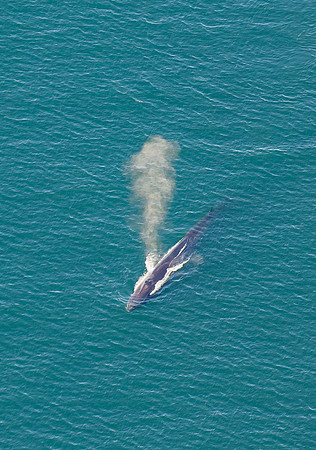 Fin Whale in the San Juan Islands