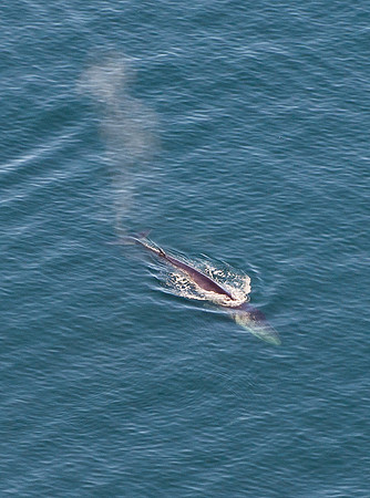 Fin Whale in the San Juan Islands