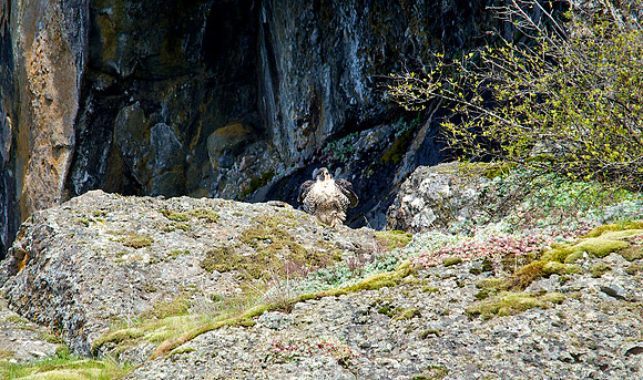 Peregrine Falcon at Turn Point