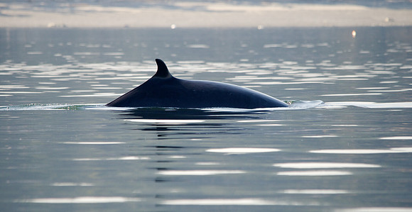 Minke Surfacing
