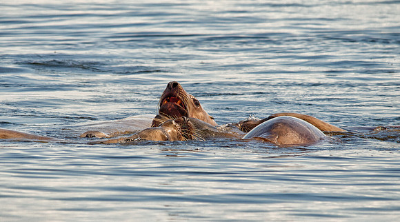 Steller Sea Lion Kisses