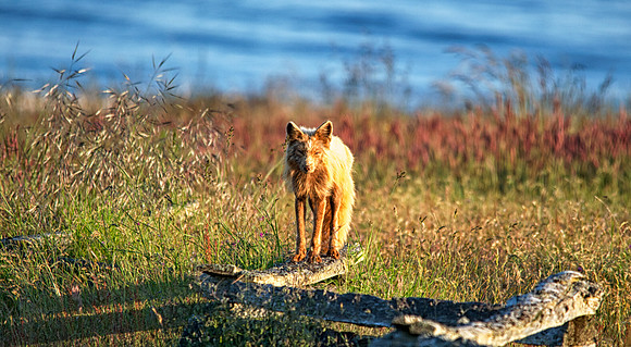 Fox on Fence