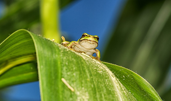 Frog on Corn Plant