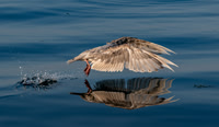 The Shround of a Seagul