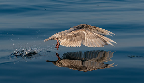 The Shround of a Seagul