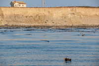 Tufted Puffin at Smith Island