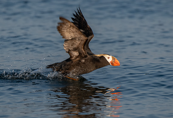 Tufted Puffin Takes Flight