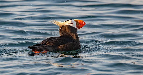 Tufted Puffin