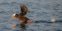 Tufted Puffin Running for Takeoff