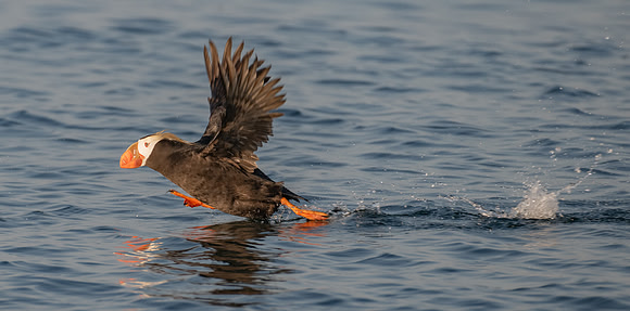 Tufted Puffin Running for Takeoff
