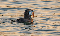 Rhinoceros Auklet What's For Dinner?