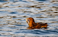 Rhinoceros Auklet Sushi For Dinner