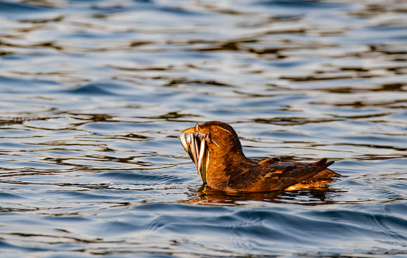 Rhinoceros Auklet Sushi For Dinner