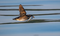 Rhinoceros Auklet Getting Take Out Dinner