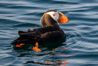 Tufted Puffin Giving Me Sass