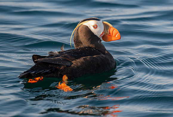 Tufted Puffin Giving Me Sass