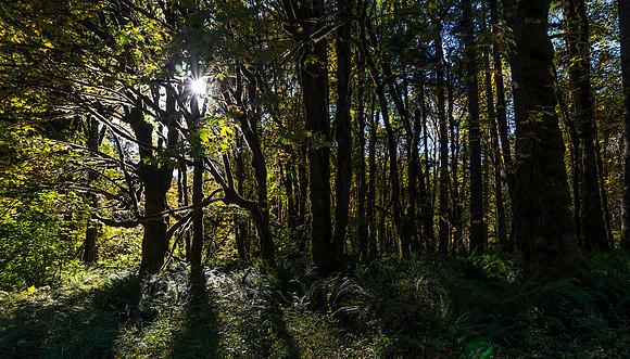 Daytime Midnight along the Elwha River