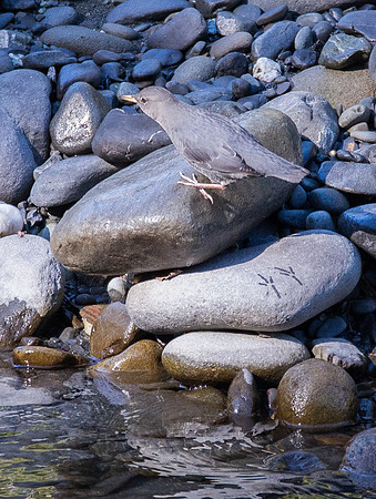American Dipper Footprints on the Elwha River