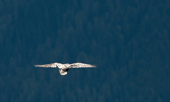 Soaring Raven