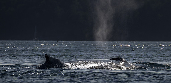 Humpback Surfacing in Spieden Channel