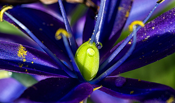 Water Droplet on Camas