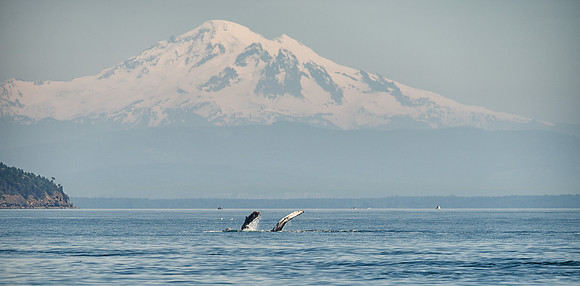 Humpback Whale Reaching for Baker