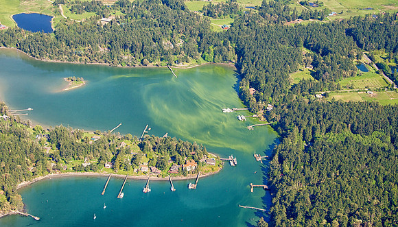 Mitchell Bay Algae Bloom