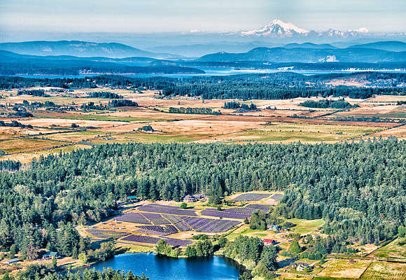 Looking across Pelindaba Lavender Farm towards Mt. Baker