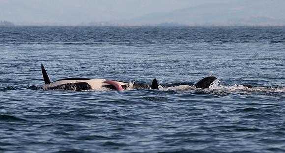 FriskyWhales