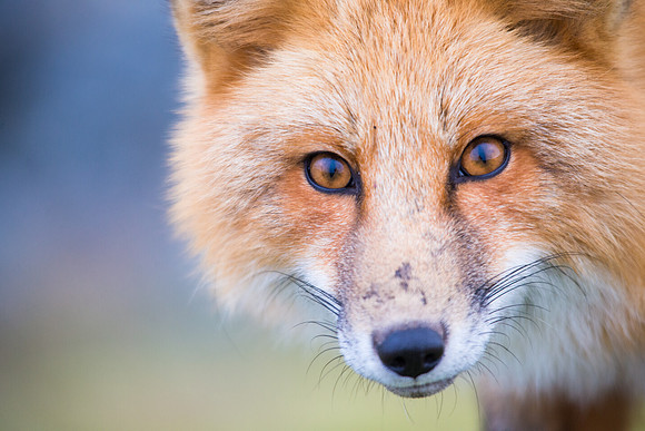 Fox Stare Down