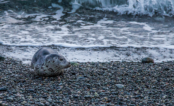 Seal at South Beach - Wide