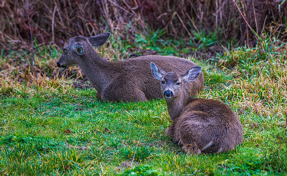 Two Deer Easing In To Morning