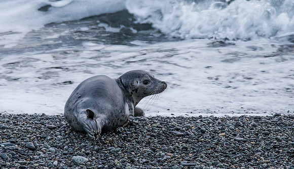 Seal at South Beach