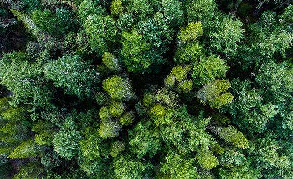 Fifty Shades of Green