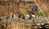 Bald Eagles
