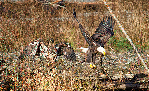 Bald Eagles