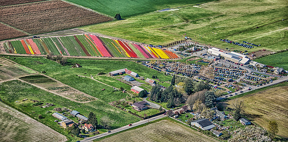 Skagit Valley Tulip Festival