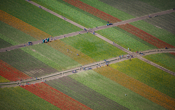 Skagit Valley Tulip Fields
