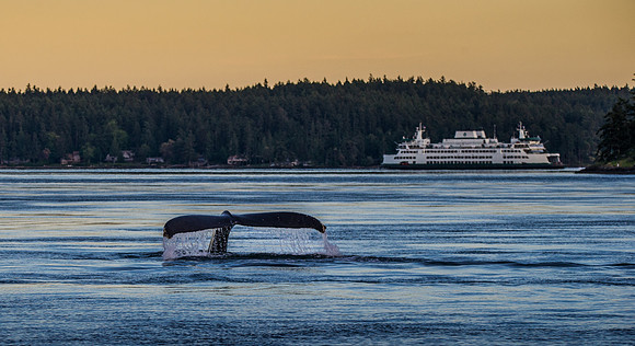 Humpback Waving Goodbye to San Juan Island Ferry
