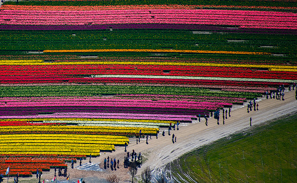 Ribbons of Tulips at Tulip Town