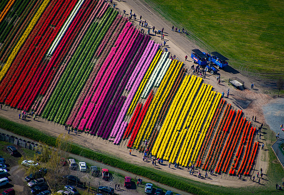 Tulip Town 2016