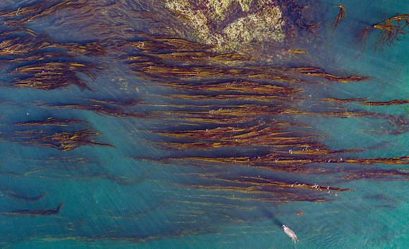 Kelp and Sunbeams in the Salish Sea