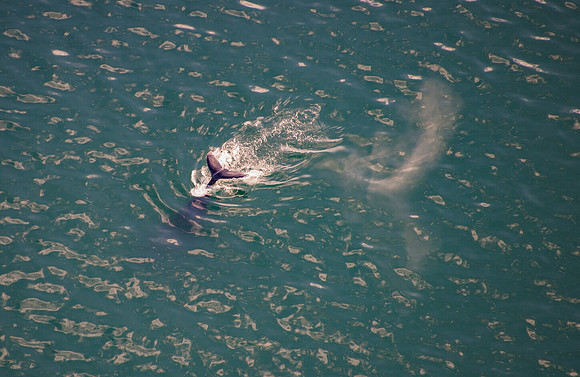Breath of a Fluking Humpback