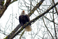 Eagle Scream