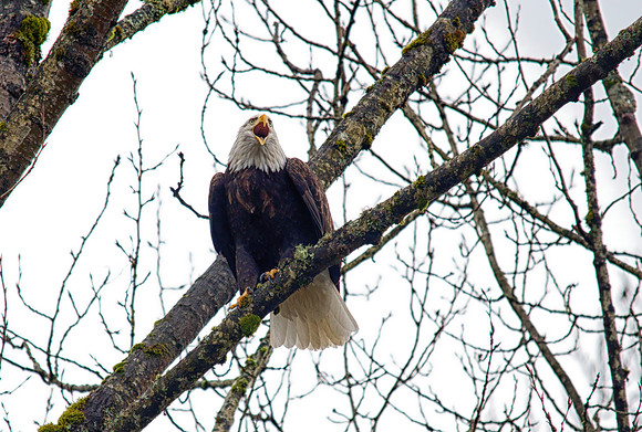 Eagle Scream