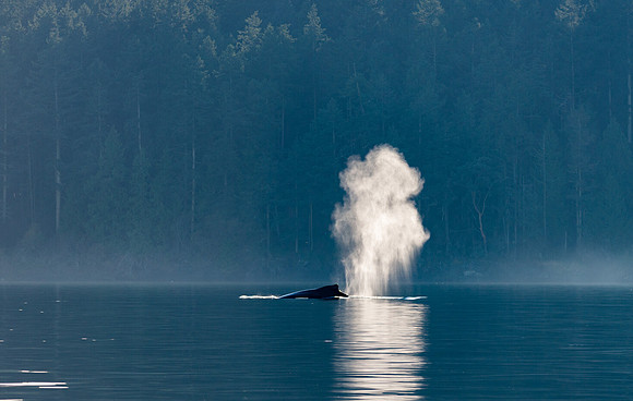 Humpback Breath in San Juan Channel