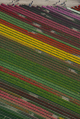 DirectlyAboveTheTulips
